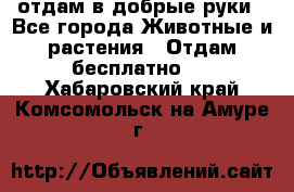 отдам в добрые руки - Все города Животные и растения » Отдам бесплатно   . Хабаровский край,Комсомольск-на-Амуре г.